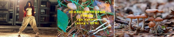 ешки Аркадак