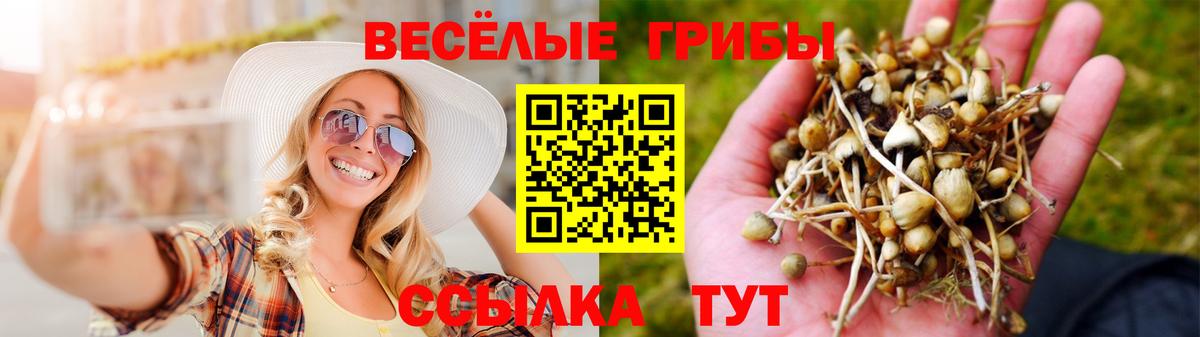 Псилоцибиновые грибы прущие грибы  Вход с VPN  Баксан 